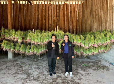 สหกรณ์การเกษตรกุดชุม ผนึกกำลังเชื่อมโยงหอมแดงศรีสะเกษ ... Image 2